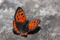 Le Cuivr commun (Lpidoptre - Lycaenidae - Lycaena phlaeas)